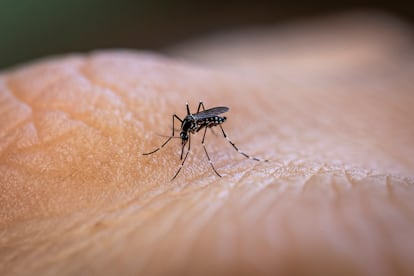 Vector of various desiases such as dengue, zika virus and chikungunya fever. João Pessoa, Paraiba, Brazil.