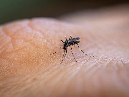 Vector of various desiases such as dengue, zika virus and chikungunya fever. João Pessoa, Paraiba, Brazil.