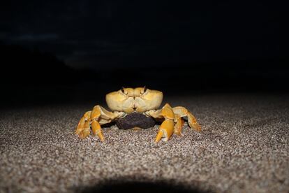 Johngarthia lagostoma, o caranguejo-amarelo, uma das espécies do arquipélago de Trindade e Martim Vaz, no Espírito Santo. 