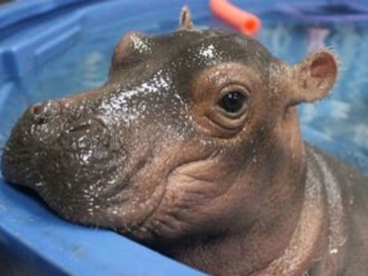 El zoo de Cincinnati muestra los progresos del paquidermo, que nació seis semanas antes de lo previsto