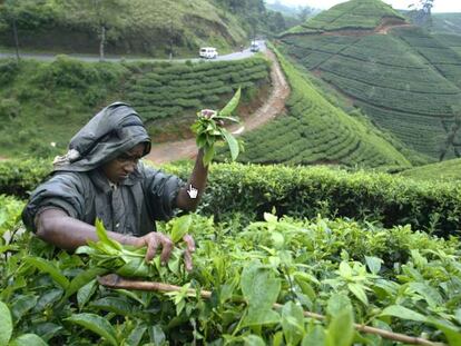 No hay futuro sin agricultura familiar
