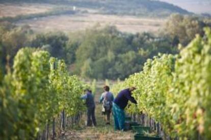 Trabajadores recolectan uvas en un viñedo. EFE/Archivo