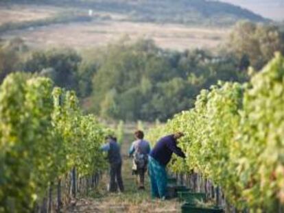 Trabajadores recolectan uvas en un viñedo. EFE/Archivo