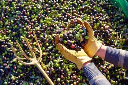 Cosecha de aceitunas.