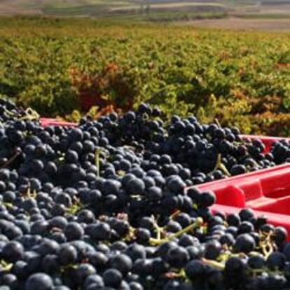 Un trabajador vendimia en los viñedos de La Rioja.