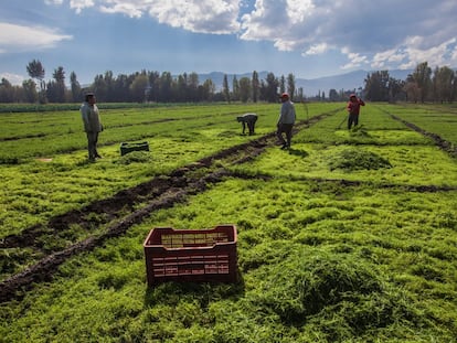 Productores de romeritos los cosechan en Tláhuac, Ciudad de México.