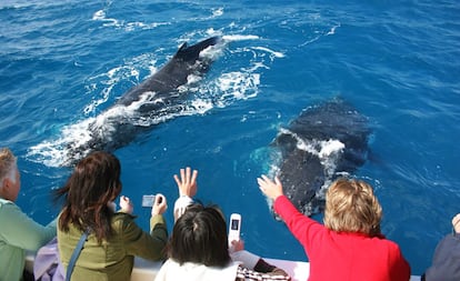 Cientos de ballenas tienen cada año en la bahía de Hervey, en Australia, una parada obligada en su migración hacia el sur. Los cetáceos, especialmente ballenas jorobadas, empiezan a llegar a mediados de julio, y se quedan en esta bahía hasta finales de noviembre. Hervey goza de la protección natural de la isla de Fraser, una reserva patrimonio mundial que ostenta el honor de ser la mayor isla de arena del mundo. Las aguas tranquilas fomentan el juego entre las ballenas y sus crías, para deleite de los espectadores. Además, Hervey se encuentra muy cerca de algunas de las mejores playas de surf de Australia. Por si te da el gusanillo después de ver jugar a los animales.