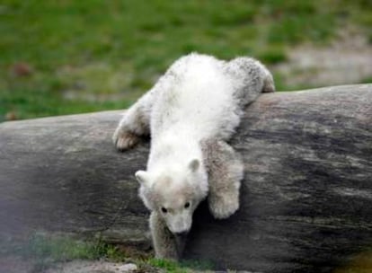 El oso <i>Knut,</i> jugando en el Zoo de Berlín.