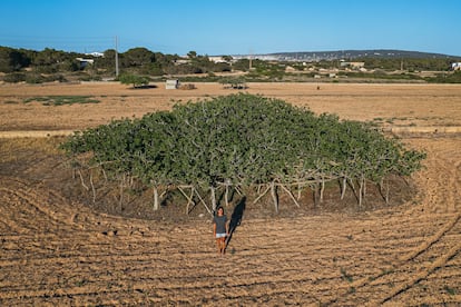 Clara Campoamor visita con frecuencia la higuera Na Blanca d’en Mestre, en Formentera. Imagen proporcionada por el restaurante Sol Post.