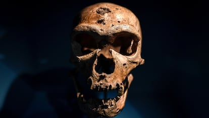 Un cráneo de neandertal expuesto en el Museo del Hombre de París.