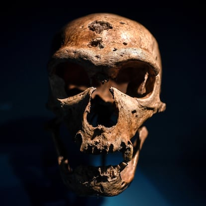 Un cráneo de neandertal expuesto en el Museo del Hombre de París.
