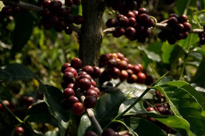 La variedad de café es una de las características más relevantes del mercado cafetalero.