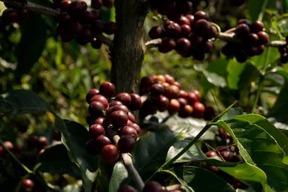 La variedad de café es una de las características más relevantes del mercado cafetalero. 