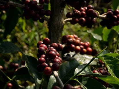 La variedad de café es una de las características más relevantes del mercado cafetalero. 