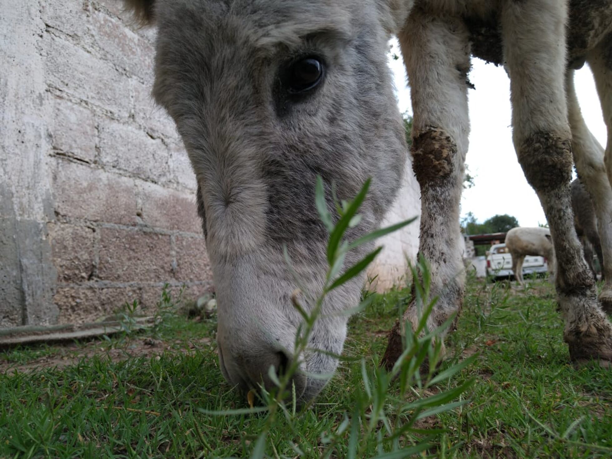 El refugio para burros maltratados vecino a las pirámides de Teotihuacán |  Planeta Futuro | EL PAÍS