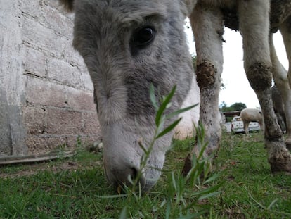 De los 50 ejemplares que habitan en Burrolandia, la mayoría fueron rescatados, otros nacieron aquí y al resto los abandonaron. “Sus dueños nos dijeron que se iban de vacaciones y que nos los dejaban por un mes, pero nunca regresaron ni se pusieron en contacto con nosotros”, cuenta el responsable de este santuario.