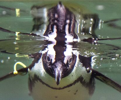 Un pingüino nada en la piscina del zoológico de Kronberg, cerca de Fráncfort (Alemania). 