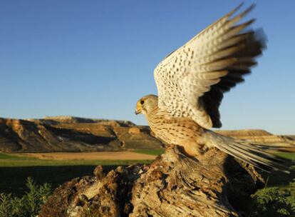 En los alrededores de Agua Viva de la Vega (Soria) se pueden avistar ejemplares de cernícalo común, una pequeña rapaz