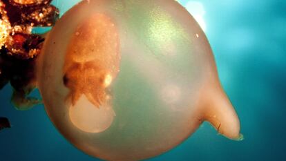Los huevos de sepia, un bocado apetitoso y codiciado, están expuestos a un sinfín de depredadores que recorren hambrientos los fondos marinos