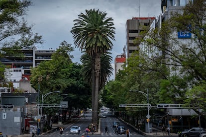 palmeras de ciudad de mexico