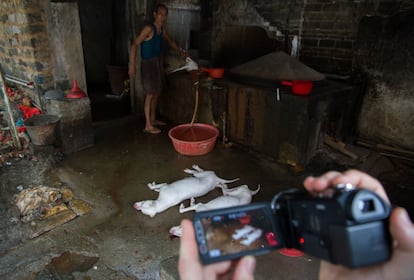 Matadero de perros en Zhanjiang.