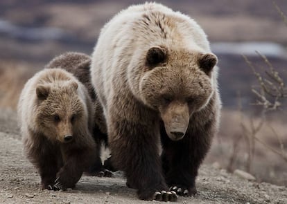 Osa 'grizzlie' y sus crías en el parque nacional de Denali, en EE UU.