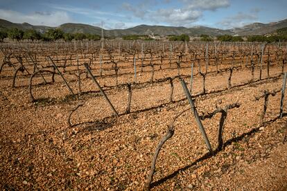 Cultivo de la vid, en el llano de Brihuela de Chiva.