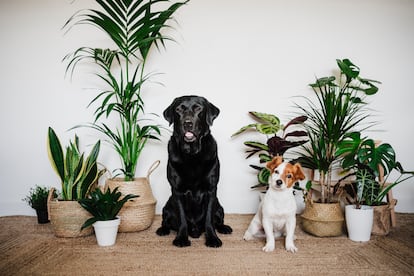 Dos perros rodeados de plantas de interior en una casa.