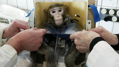 Teste médico com um macaco na Rússia em 2003.