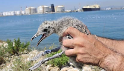 Unas de las crias de gaviota de Audouin nacidas este año en el Puerto de Barcelona.