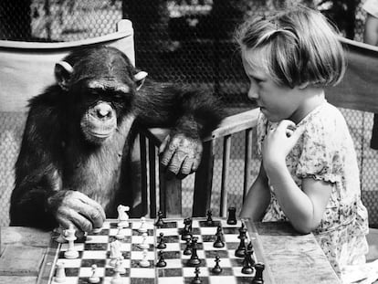 Partida de ajedrez entre una niña y un chimpancé en el zoo de Londres, en 1955.