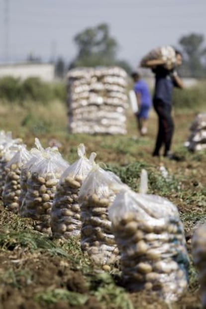 Varios trabajadores recolectan patatas en una finca de Brenes (Sevilla).