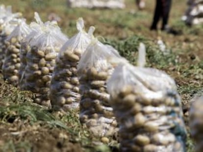 Varios trabajadores recolectan patatas en una finca de Brenes (Sevilla).