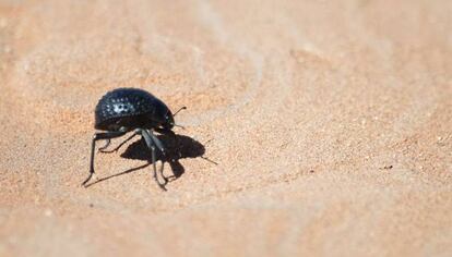 El escarabajo de Namibia, pese a vivir en un clima desértico, nunca pasa sed. Sabe cómo almacenar de manera natural el agua que flota en la atmósfera. Un sistema que parece mágico pero que tiene una explicación sencilla: posee unos pequeños bultos, protegidos por lados cerosos, que atraen el agua de contenida en las brisas húmedas, líquido que después se condensa en su caparazón y se desliza directamente hasta su boca.