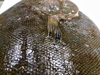 ALETA PECTORAL DE UN LENGUADO, UNA FORMA DE DISTINGUIR DISTINTAS ESPECIES / CAPEL