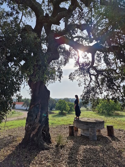 Encinas gigantes y olivos centenarios en la finca Companhia das Culturas, cerca de la localidad portuguesa de Vila Real de Santo António.