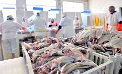 Una f&aacute;brica procesadora de pescado en la Patagonia (Argentina).