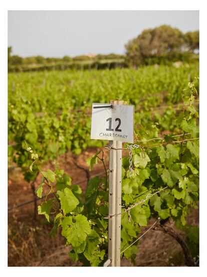 Las uvas del tipo 'chardonnay' de Bodegas Finifadet, afincadas en Menorca, que Ferran Adrià decidió incluir en la carta de elBulli.