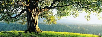 Arce real (acer platanoides), un árbol que se extiende desde Pirineos por Europa, el Cáucaso y Asia Menor.