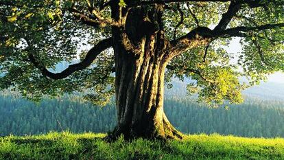 Arce real (acer platanoides), un árbol que se extiende desde Pirineos por Europa, el Cáucaso y Asia Menor.