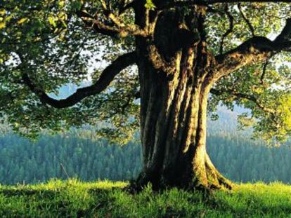 Arce real (acer platanoides), un árbol que se extiende desde Pirineos por Europa, el Cáucaso y Asia Menor.