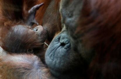 La orangután Theodora y su bebe recién nacido descansan en el zológico Jardin des Plantes en París (Francia), el 24 de octubre de 2018.
