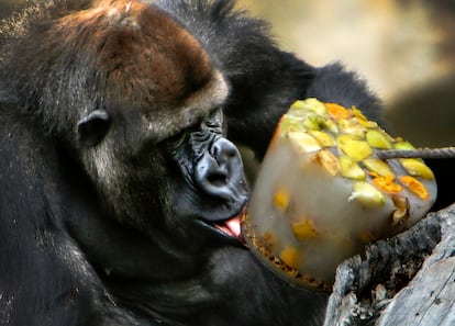 'Hace mucho calor y el gorila se refresca con un helado de frutas en el Bioparc'. Valencia, 19 de julio de 2016. 