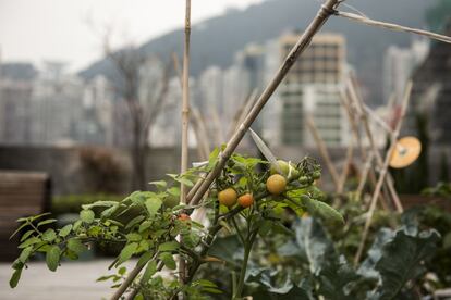 Una tomatera en lo alto de la Nung Fung Tower en el barrio de Sheung Wan se ve como parte del paisaje urbano. Sobre los interminables edificios de una de las urbes más espectaculares de Asia, no sólo hay cielo, nubes o contaminación. Como oasis en medio del desierto, están floreciendo pequeños huertos ecológicos en lo alto de edificios y rascacielos. La idea no tendría nada de innovador a no ser porque se trata de Hong Kong, una de las ciudades más densamente pobladas del mundo.