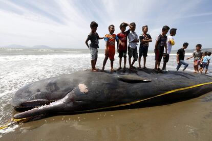 Niños indonesios posan para una fotografía sobre el cuerpo de una ballena muerta en la Playa Alue Naga, en Banda Aceh, Indonesia. La ballena fue avistada por pescadores en alta mar y más tarde apareció varada en la playa.