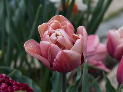 Uno de los tulipanes del jardín de Ángeles Piñeiro, jardinera aficionada.