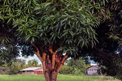 Niños indígenas piaroa juegan en un árbol de mango.