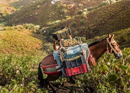 A produção de uvas passas na região de La Axarquía (Málaga, Espanha) remonta a séculos e passou por diferentes civilizações, mantendo a maioria de suas características. O cultivo de uvas do tipo moscatel, muito doces e aromáticas, nas áreas montanhosas de Málaga desenvolve-se em encostas íngremes, sendo depois processadas com secagem ao sol. O sistema ajuda a preservar a paisagem, evitando a erosão e a desertificação.