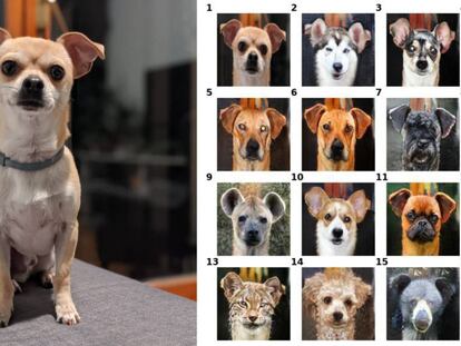 Perro real y sus 'alter ego' generados por GANimal