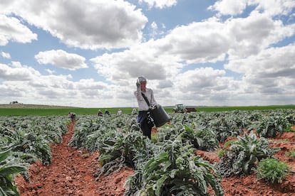 Una trabajadora en la finca El Humoso, expropiada en 1991, y gestionada en la actualidad por la Sociedad Cooperativa Andaluza Marinaleda, que engloba a las ocho cooperativas originales del pueblo.